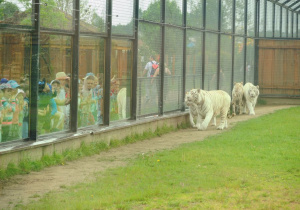 ZOO Safari w Borysewie 